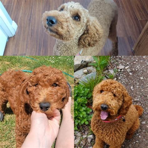 labradoodle dogs for rehoming uk.
